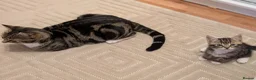 Mixed Breed cats for sale: Adorable kittens available  - Advert 15