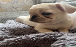 Pug dogs for sale: Rehoming our beautiful girl Bella :(  - Image 9
