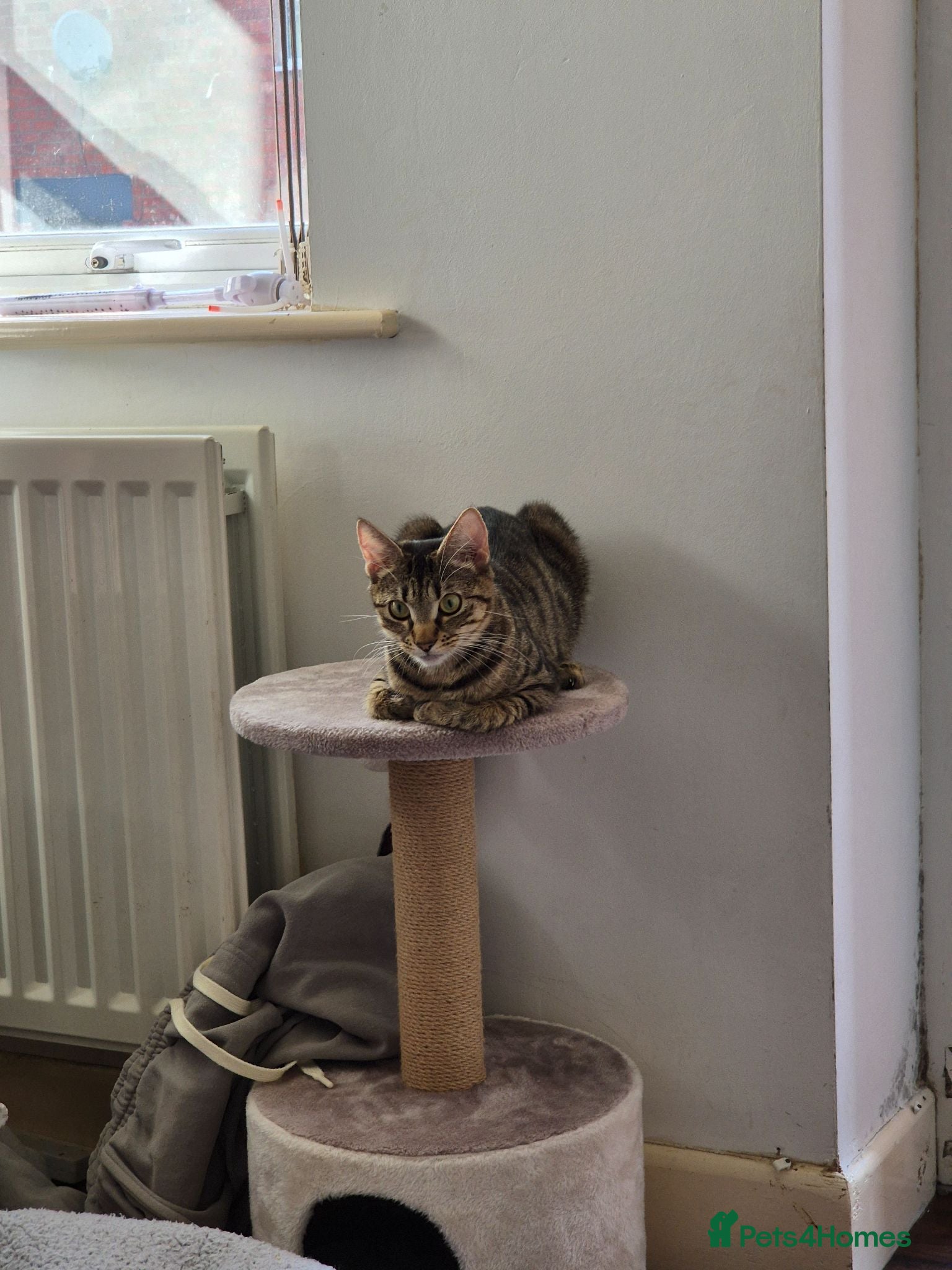 Mixed Breed cats Mixed female cat - Advert 1