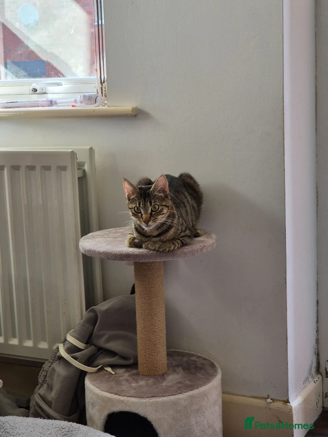 Mixed Breed cats for sale: Mixed female cat in Rushden - Advert 1