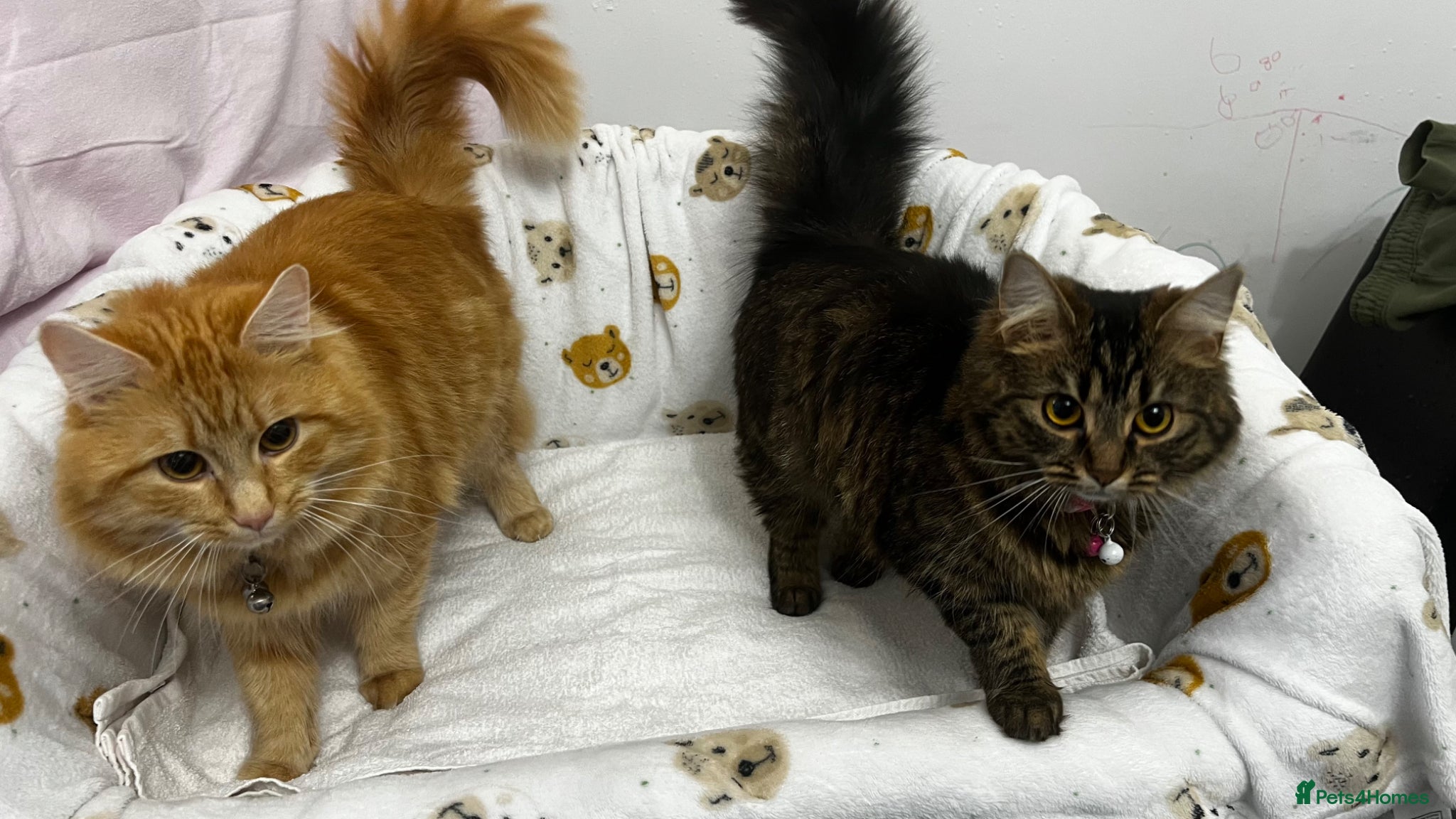 LaPerm cats LaPerm Kittens Ready for Reservation😍 - Advert 1