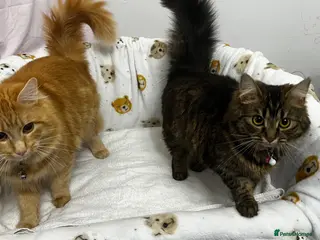 LaPerm cats LaPerm Kittens Ready for Reservation😍 - Advert 15