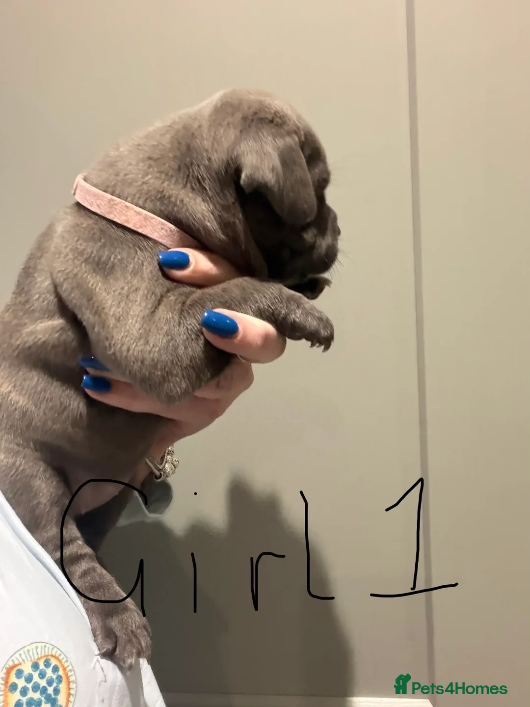 Staffordshire Bull Terrier dogs for sale: Amazing Staffordshire puppies - Advert 13