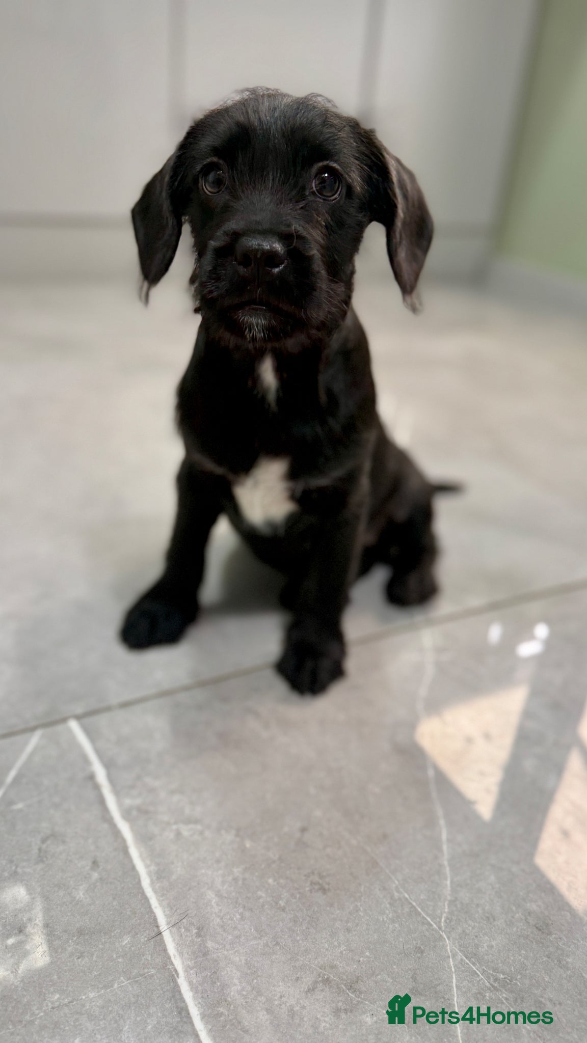 Mixed Breed dogs French bulldog /cockapoo - Advert 8