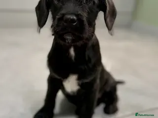 Mixed Breed dogs French bulldog /cockapoo - Advert 2