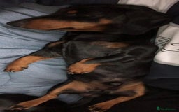 Dachshund dogs for stud: Lovely Tomos Black & Tan Dachshund For Stud in Redhill - Image 6