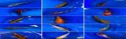 Koi Carp fish for sale: Koi for sale  in Melton Mowbray - Advert 2