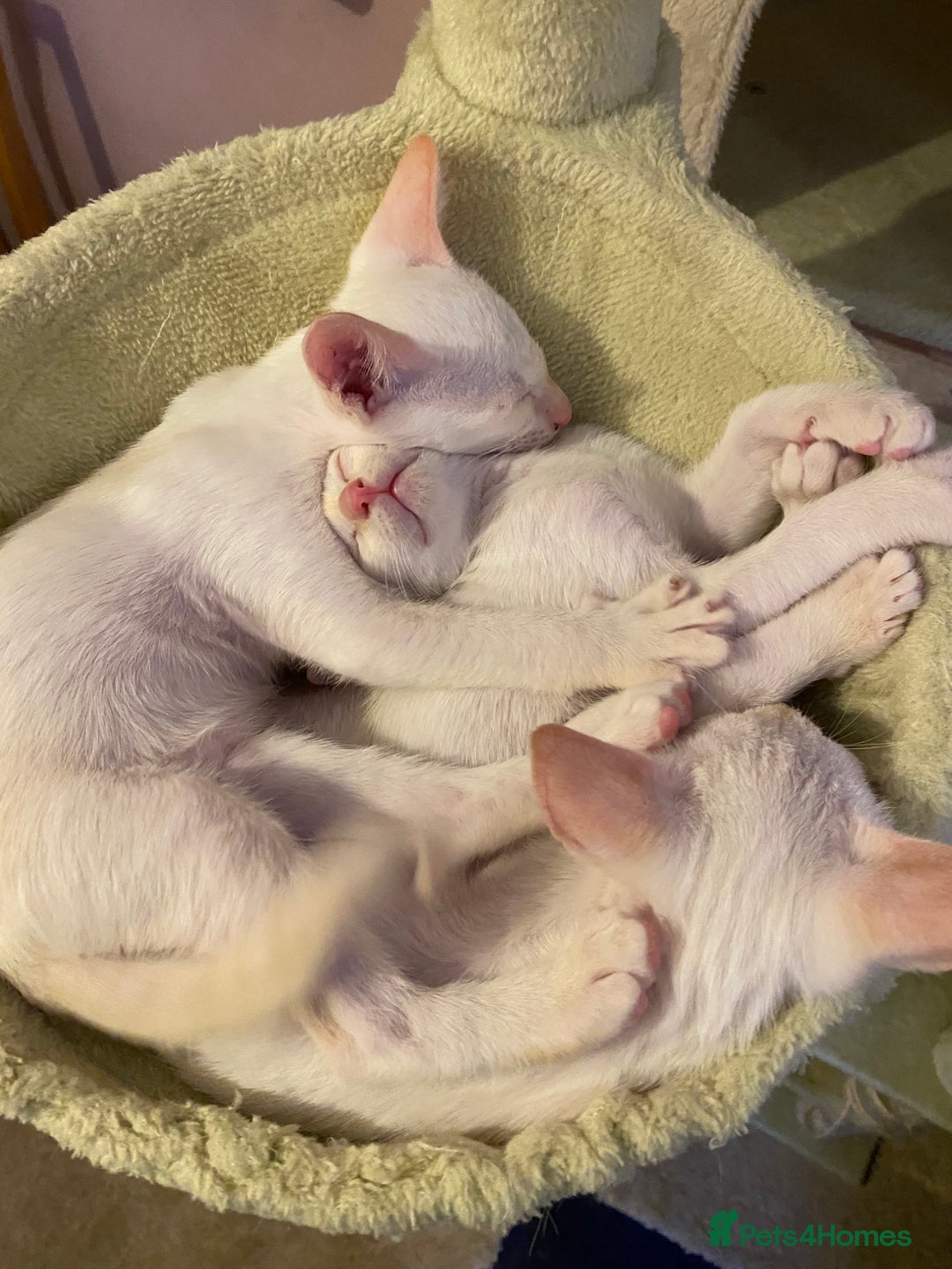 Siamese cats for sale:  Flame point Siamese kittens  - Advert 7