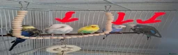 Budgerigars birds for sale: Beautiful show type boy with his 2 lady's  - Advert 3