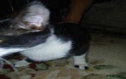 European cats for sale: 3 adorable kittens for sale  - Image 14