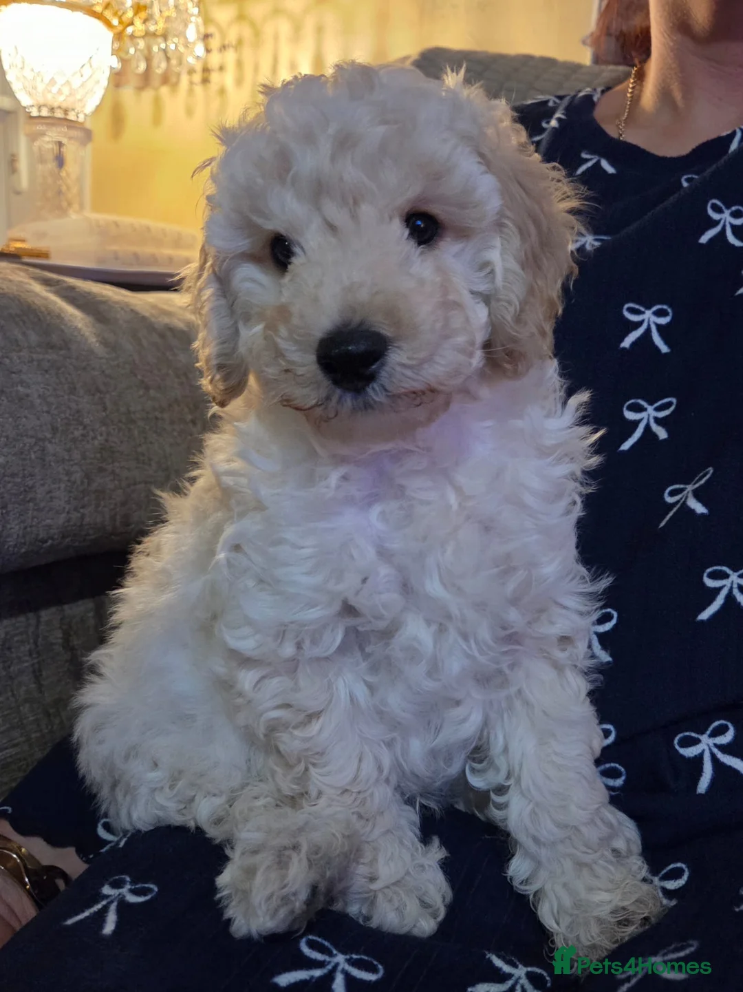 Toy Poodle dogs for sale: READY NOW (1 boy available)Toy poodle pups - Advert 2