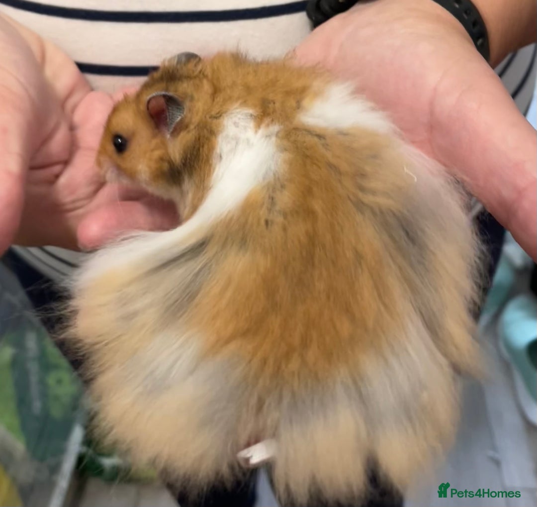 Hamster rodents for sale: Baby Syrian hamsters from show stock  - Image 1