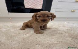 Cockapoo dogs for sale: Gorgeous F1A cockerpoos - Image 9