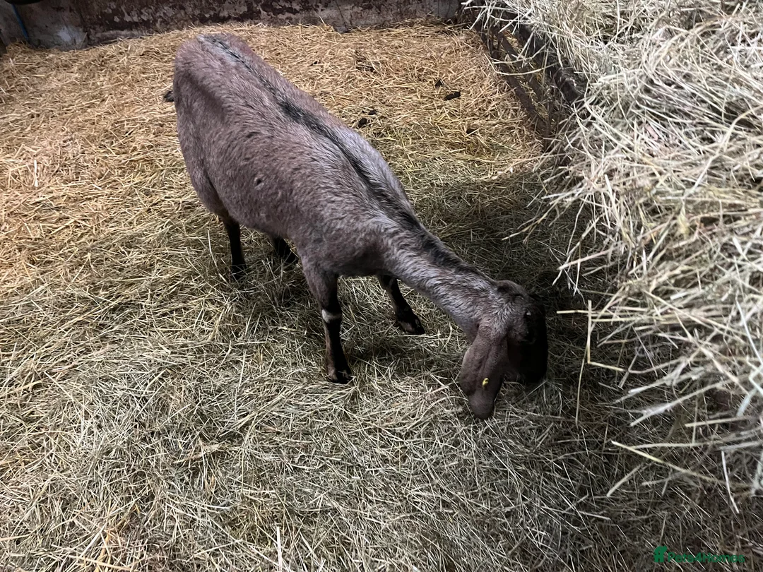 Goats livestock for sale: Selection of goats for sale  - Advert 8