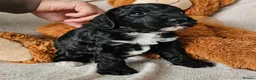 Cockapoo dogs for sale: Exceptional Cockapoos  in Lincoln - Advert 5