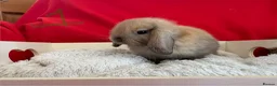 Mini Lop rabbits for sale: Gorgeous mini lops for sale  - Advert 2