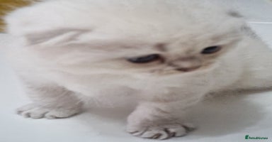 Scottish Fold cats - Advert 9