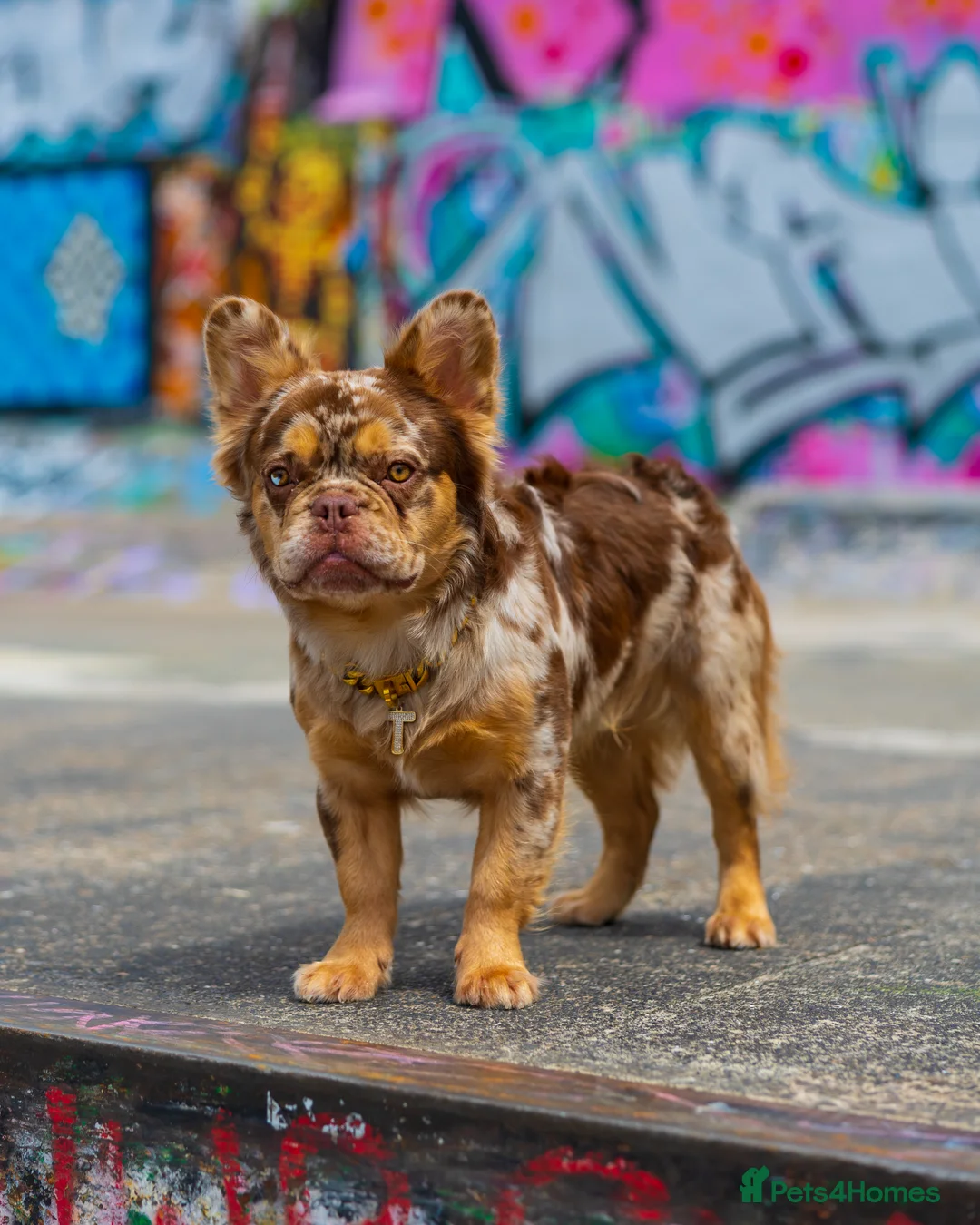French Bulldog dogs for stud: Visual Fluffy New Shade Rojo Tri Merle 🦁🍫🎨  in Bangor - Advert 8