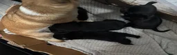 Chihuahua dogs for sale: Beautiful long haired black chihuahua puppies in Oxted - Advert 21