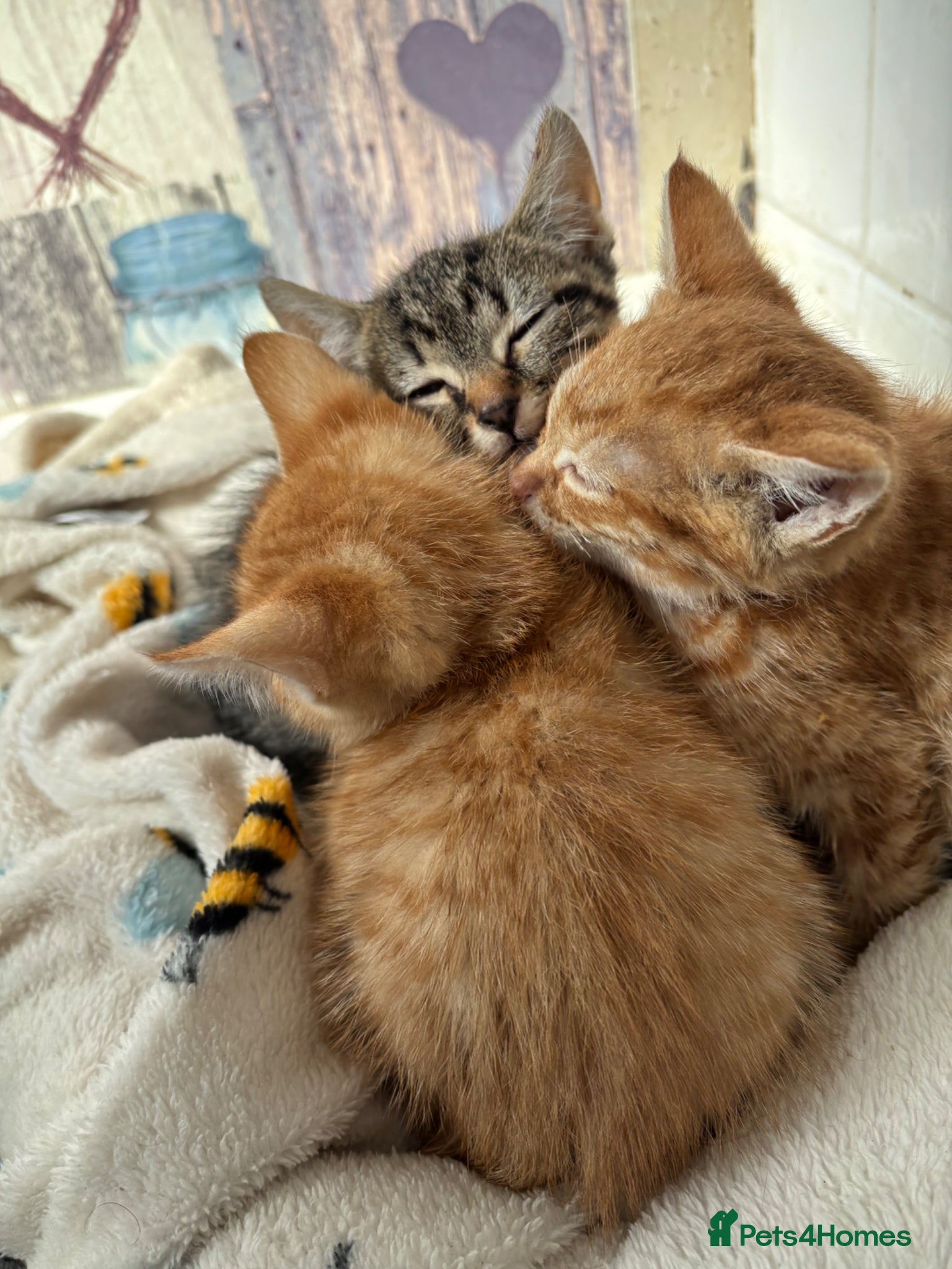 Mixed Breed cats Exceptional kittens  - Advert 1