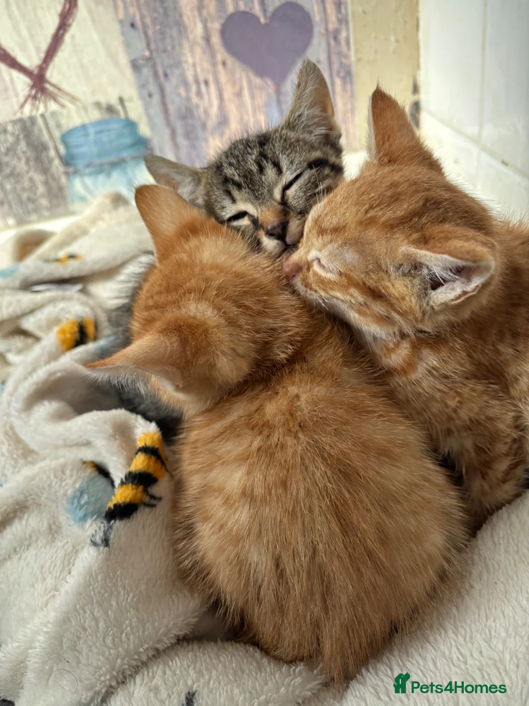 Mixed Breed cats for sale: Exceptional kittens  - Advert 1