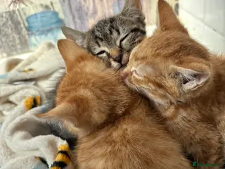 Mixed Breed cats Exceptional kittens - Advert 1