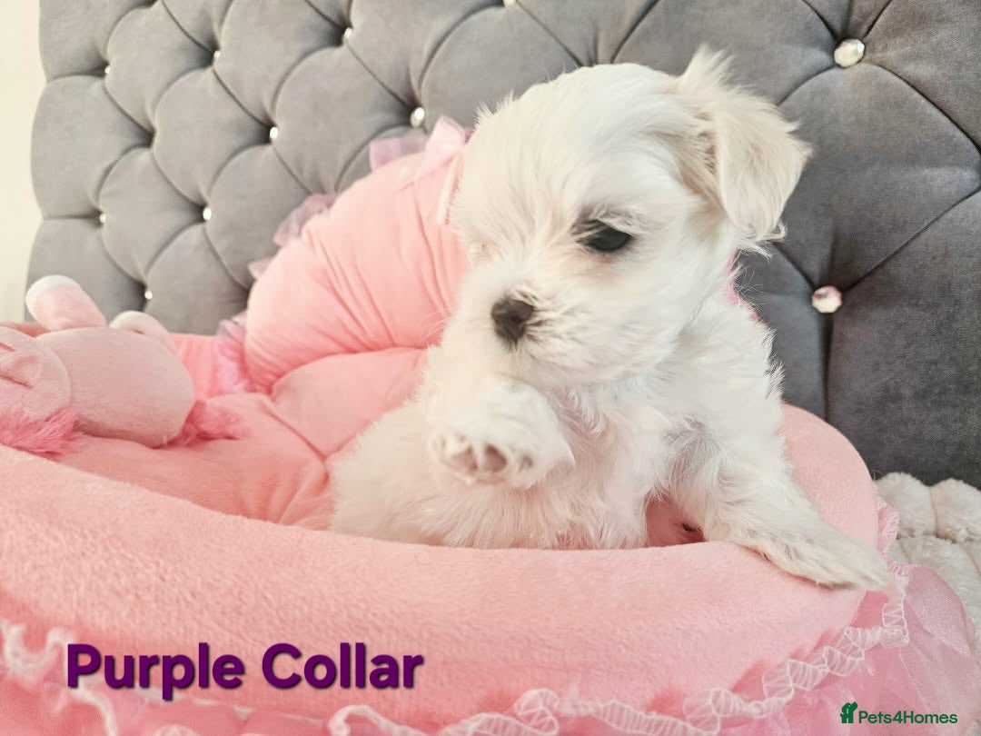 Maltese dogs for sale: 4 Exceptional Maltese Girl Puppies**KC REGISTER** - Advert 8