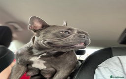 French Bulldog dogs for sale:  French bulldogs  - Image 2