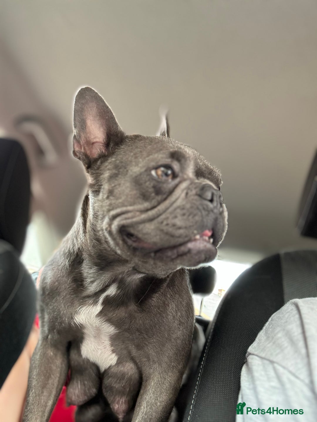 French Bulldog dogs for sale:  French bulldogs  - Image 2