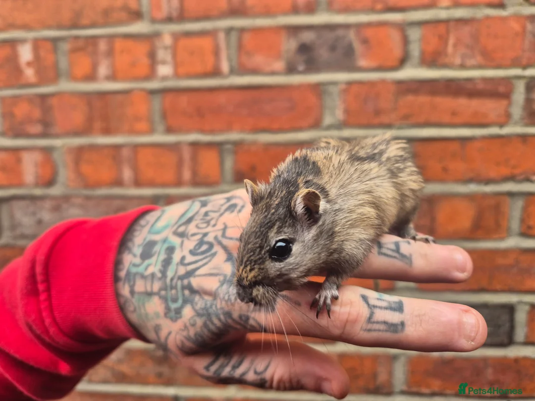 Gerbil rodents for sale: 6 x male gerbils looking for home - Advert 2