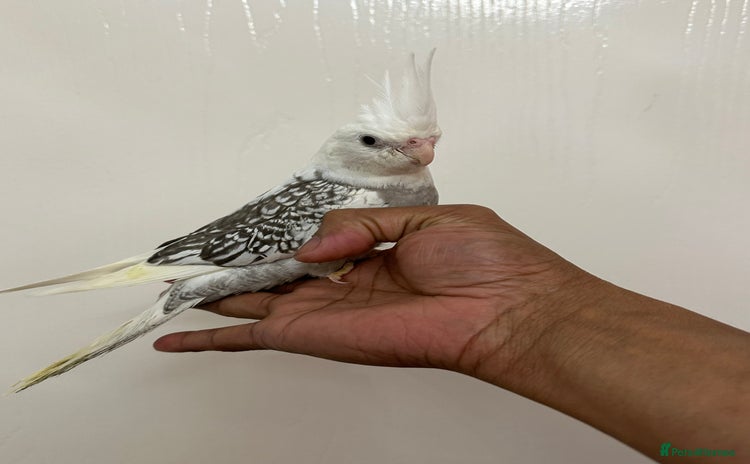 Cockatiels birds - Advert 1