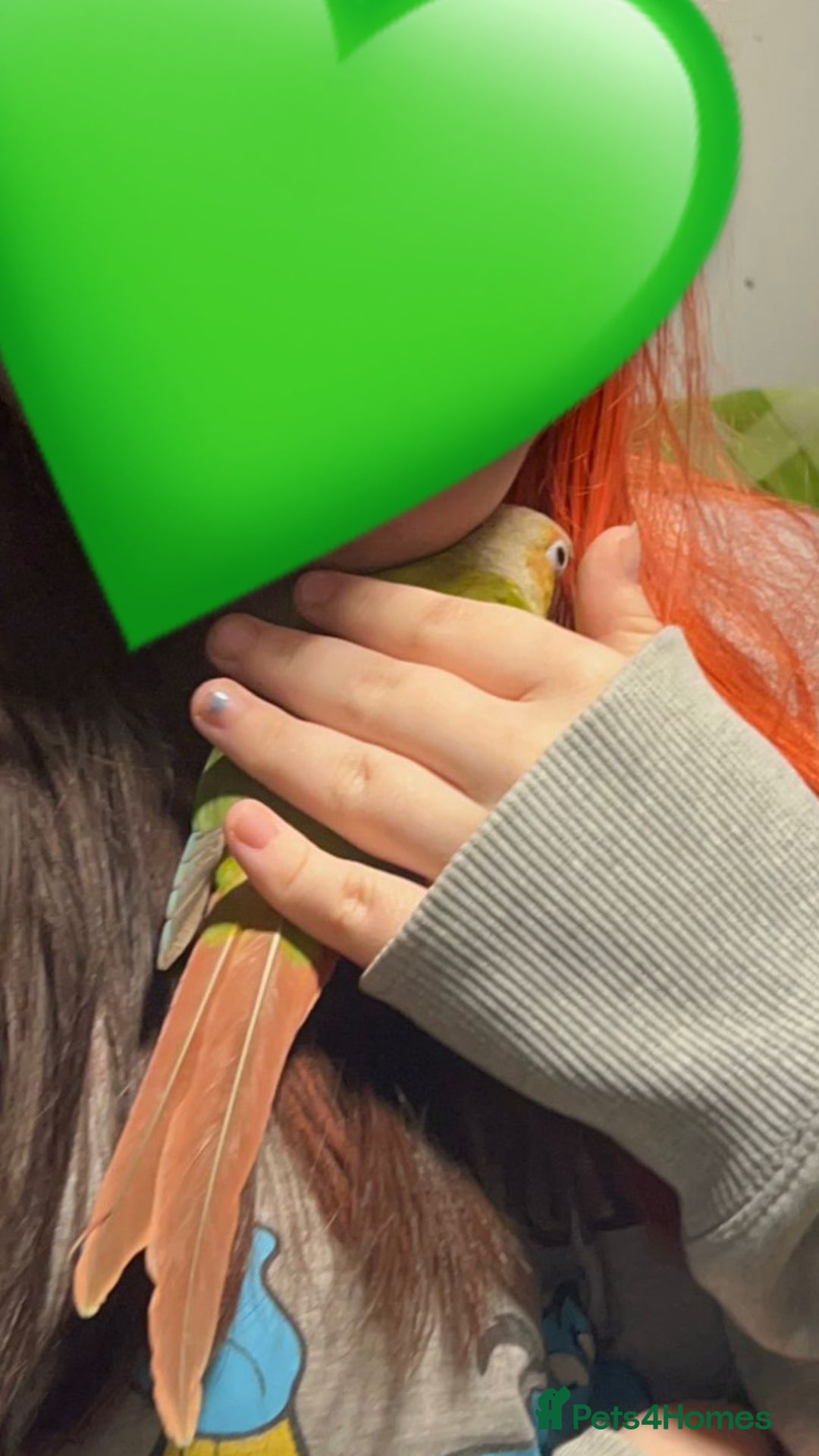 Conures birds for sale: Gorgeous bonded pair of pineapple conures  - Advert 4