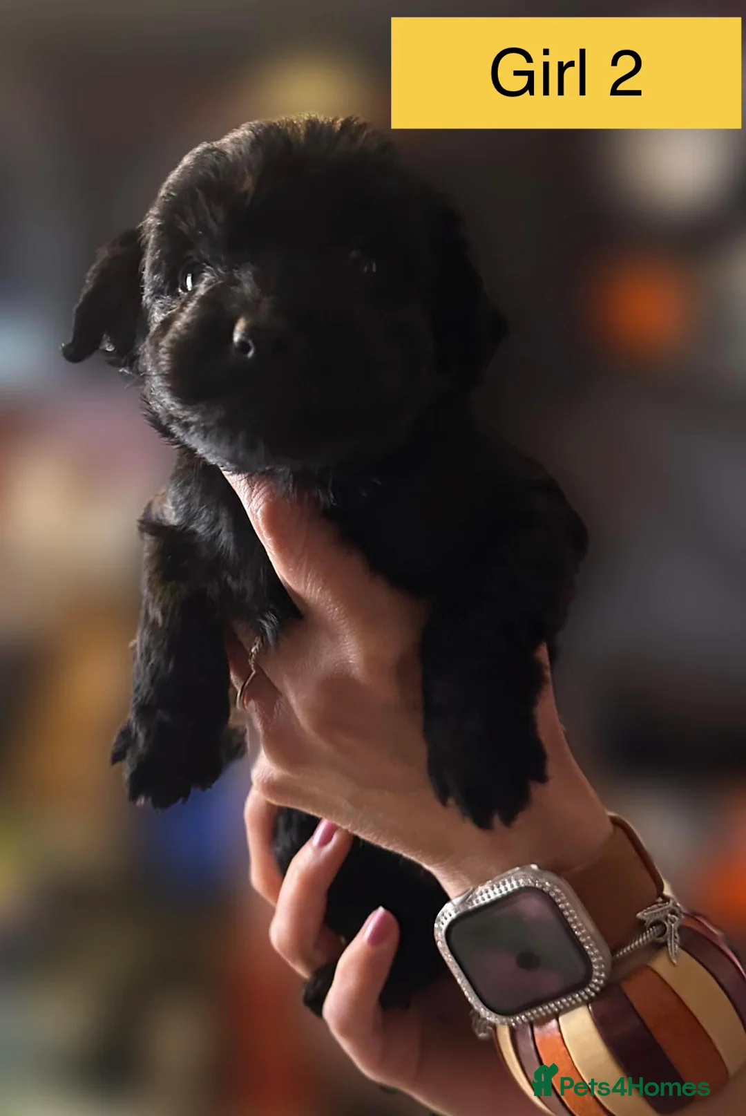 Mixed Breed dogs for sale: Airedale X Cockapoo  - Advert 16