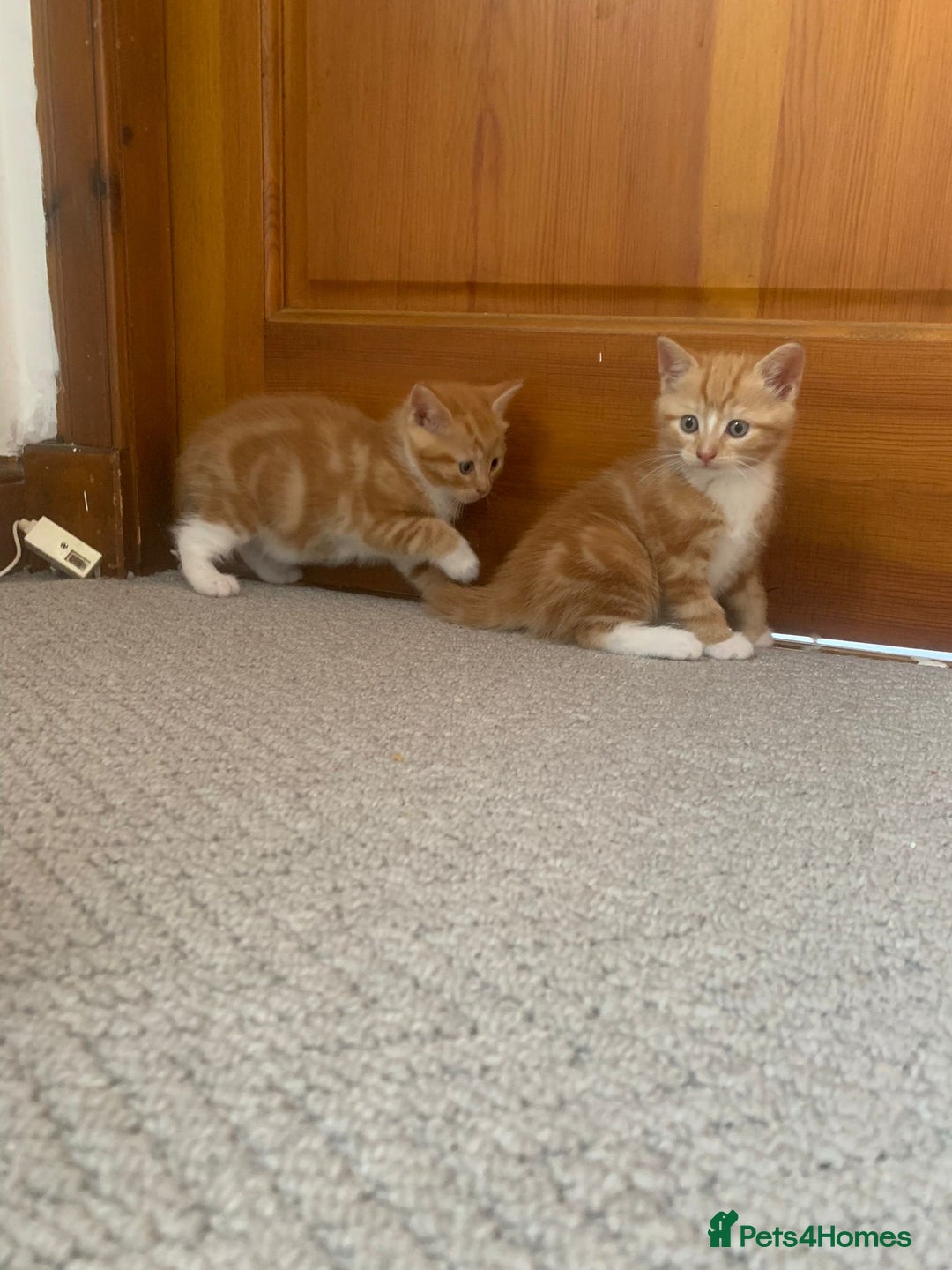 Mixed Breed cats for sale: 5 cute kittens for sale  - Image 9