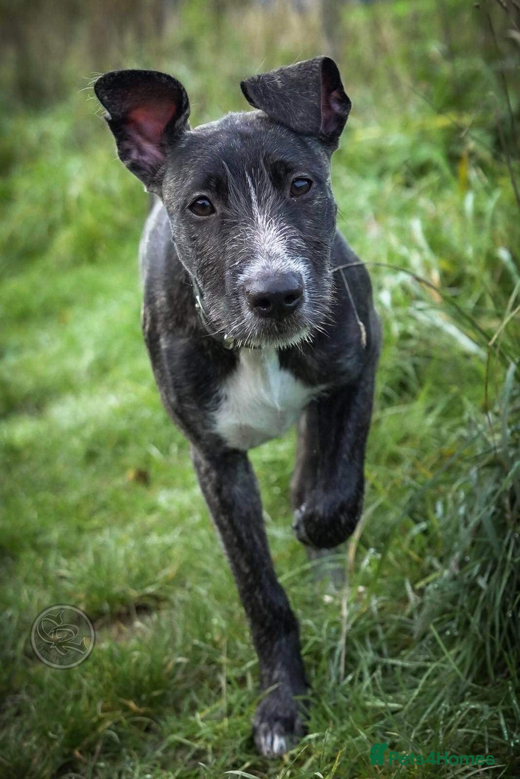 Mixed Breed dogs Lurcher cross puppies  - Advert 14