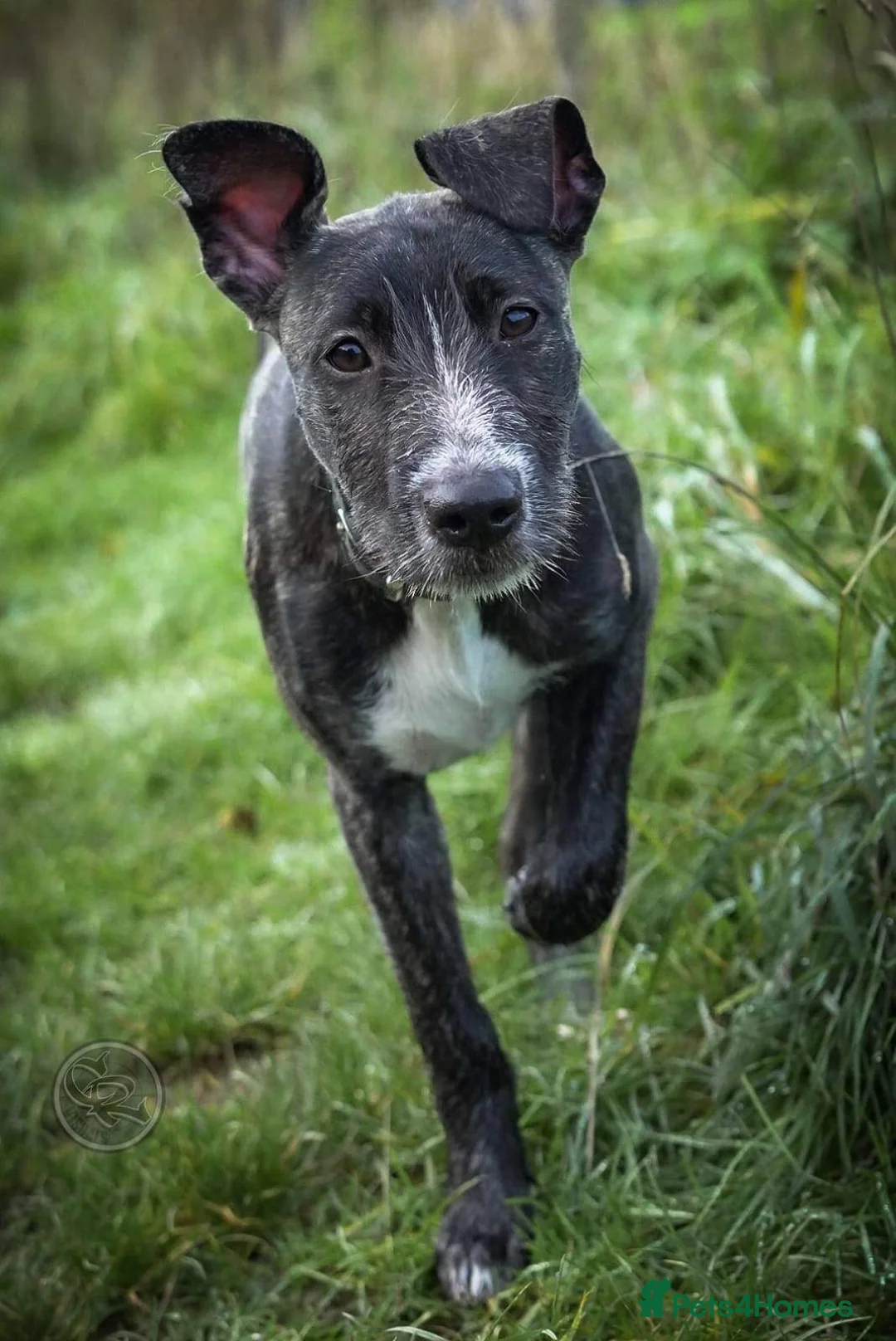 Mixed Breed dogs for sale: Lurcher cross puppies  - Advert 1
