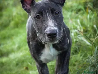 Mixed Breed dogs Lurcher cross puppies - Advert 1