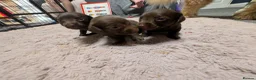Doxiepoo dogs for sale: Miniature doxipoos  - Advert 4