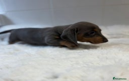 Miniature Dachshund dogs for sale: 2 stunning miniature dachshund puppy’s  - Image 22