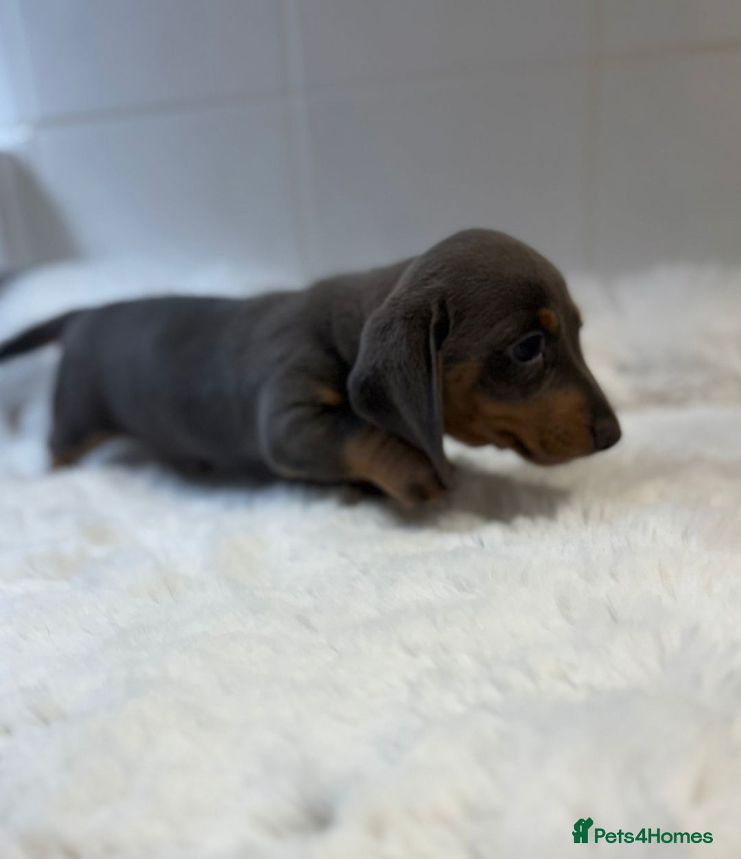 Miniature Dachshund dogs for sale: 2 stunning miniature dachshund puppy’s  - Image 22