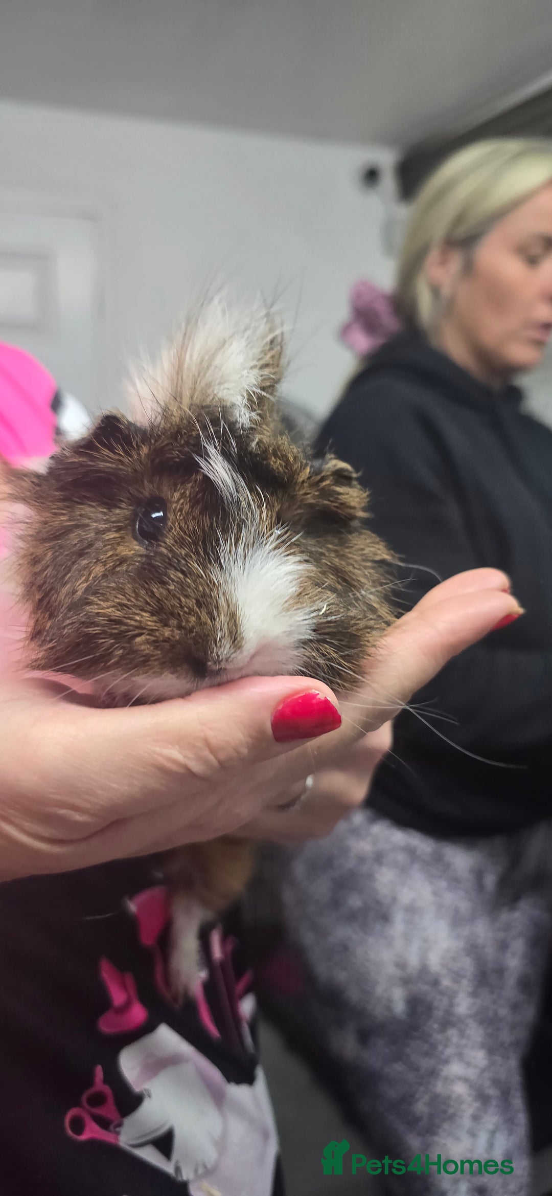 Guinea Pig rodents for sale: Loving long haired male guinea pigs with cages - Image 6
