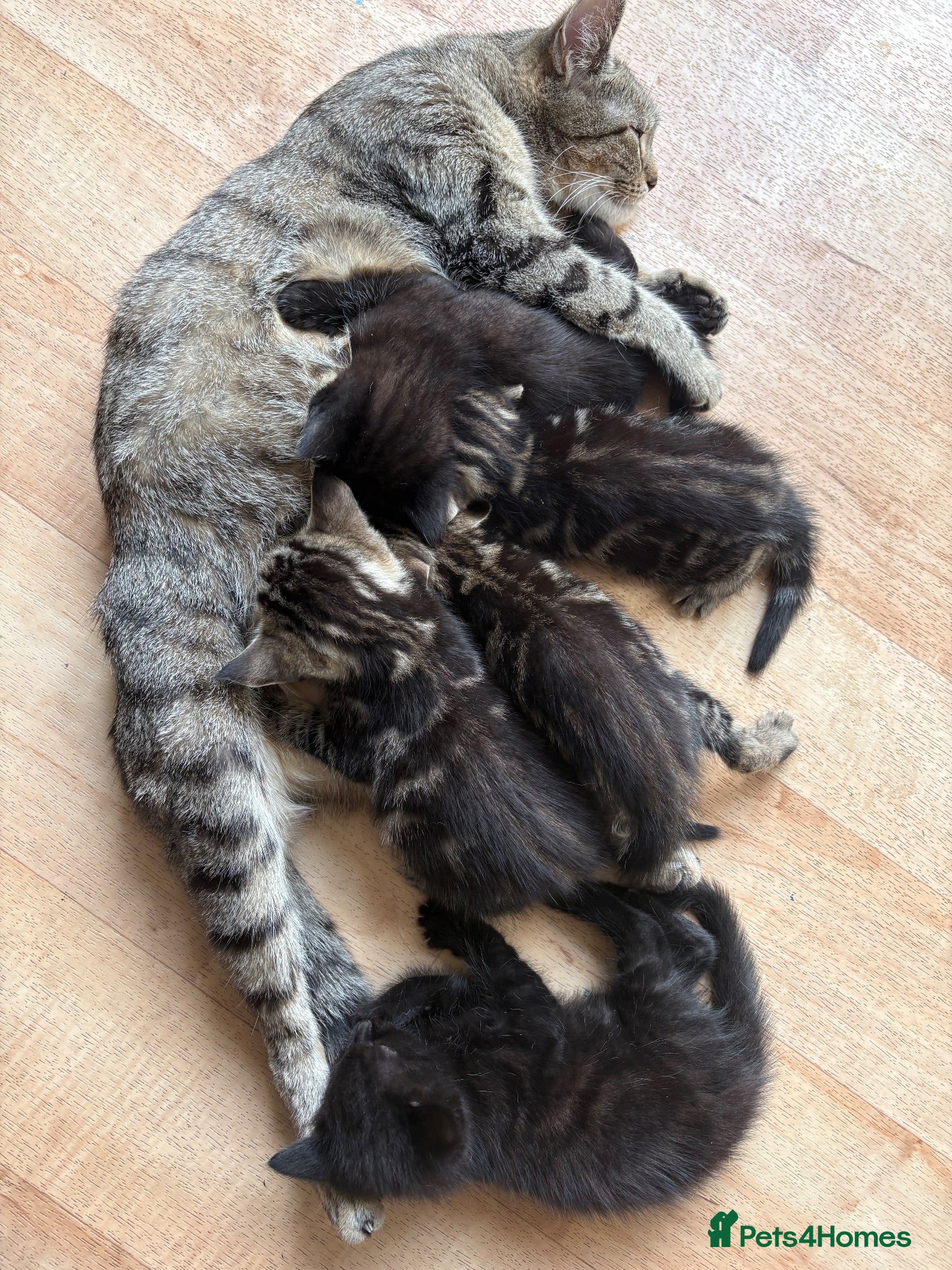 Mixed Breed cats 5 kittens  - Advert 6