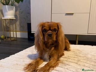 Cavalier King Charles Spaniel dogs Ruby Cavalier King Charles Spaniel for Stud - Advert 1