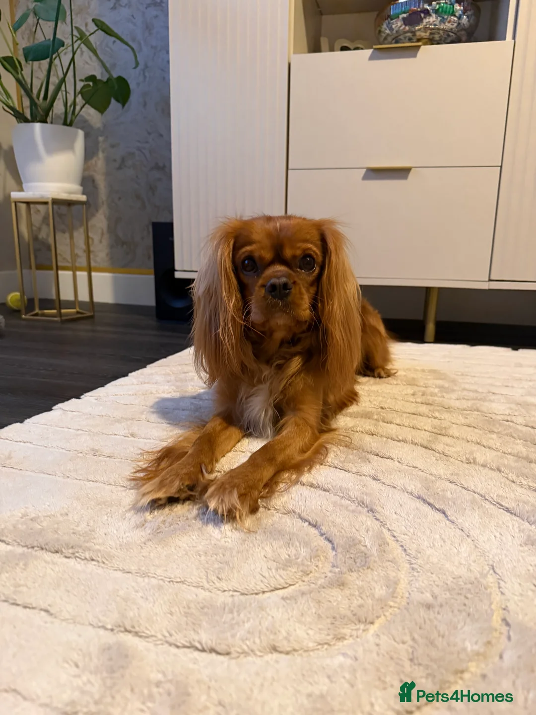 Cavalier King Charles Spaniel dogs for stud: Ruby Cavalier King Charles Spaniel for Stud - Advert 1
