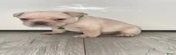 French Bulldog dogs for sale: Stunning French bulldog puppies  - Advert 12