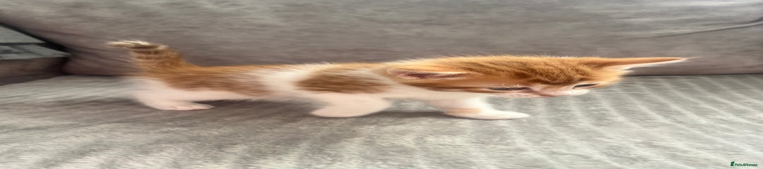 Mixed Breed Kitten 1