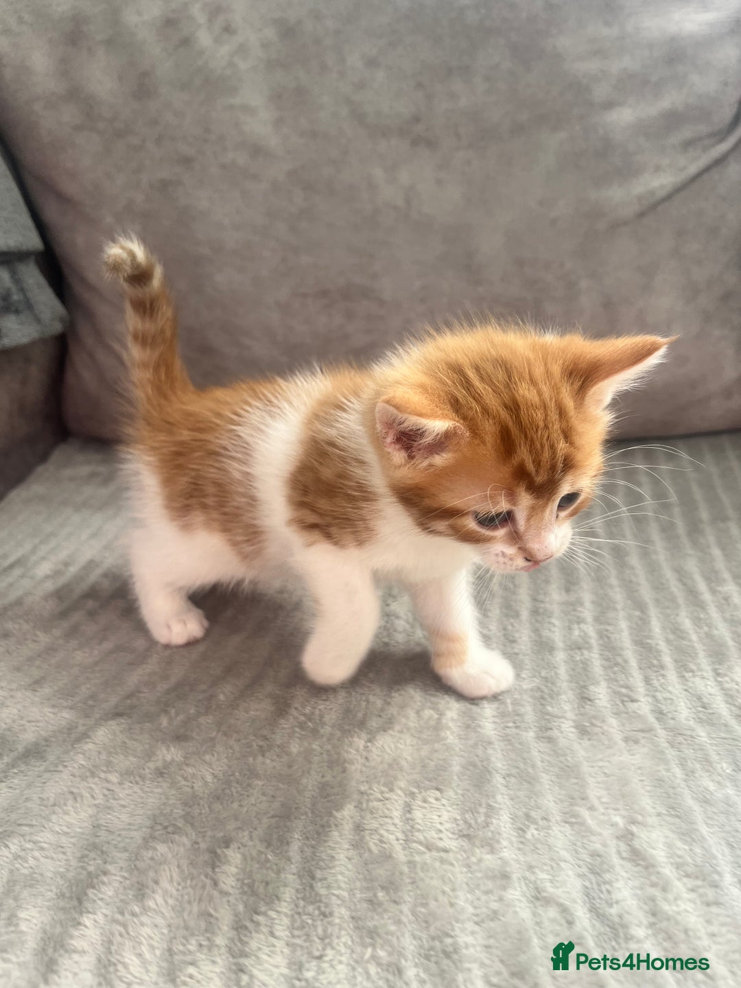 Mixed Breed cats for sale: 3 beautiful little boys  - Image 3