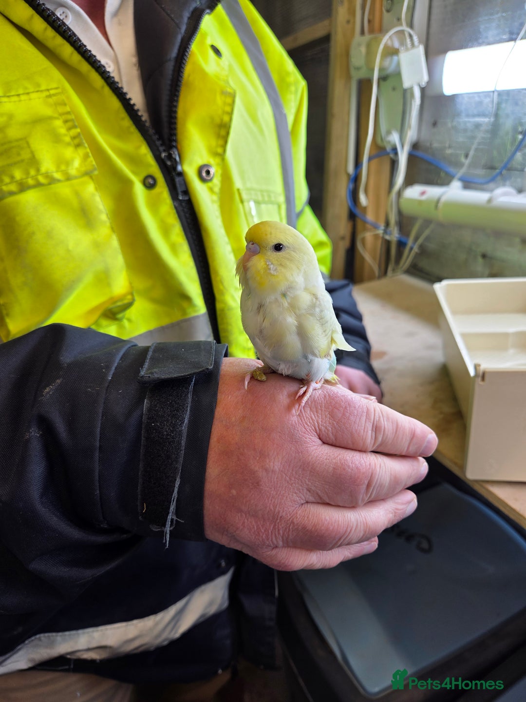 Budgerigars birds for sale: Budgies  - Advert 1