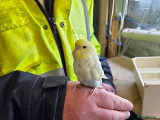 Budgerigars birds Budgies - Advert 3