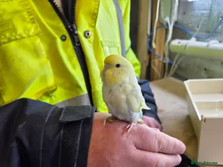 Budgerigars birds Budgies - Advert 10